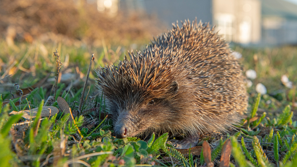 Kapitelbild: Das Bild zeigt einen Igel, aufgenommen auf dem Geländer der Wiener Kläranlage. © Wiener Wildnis