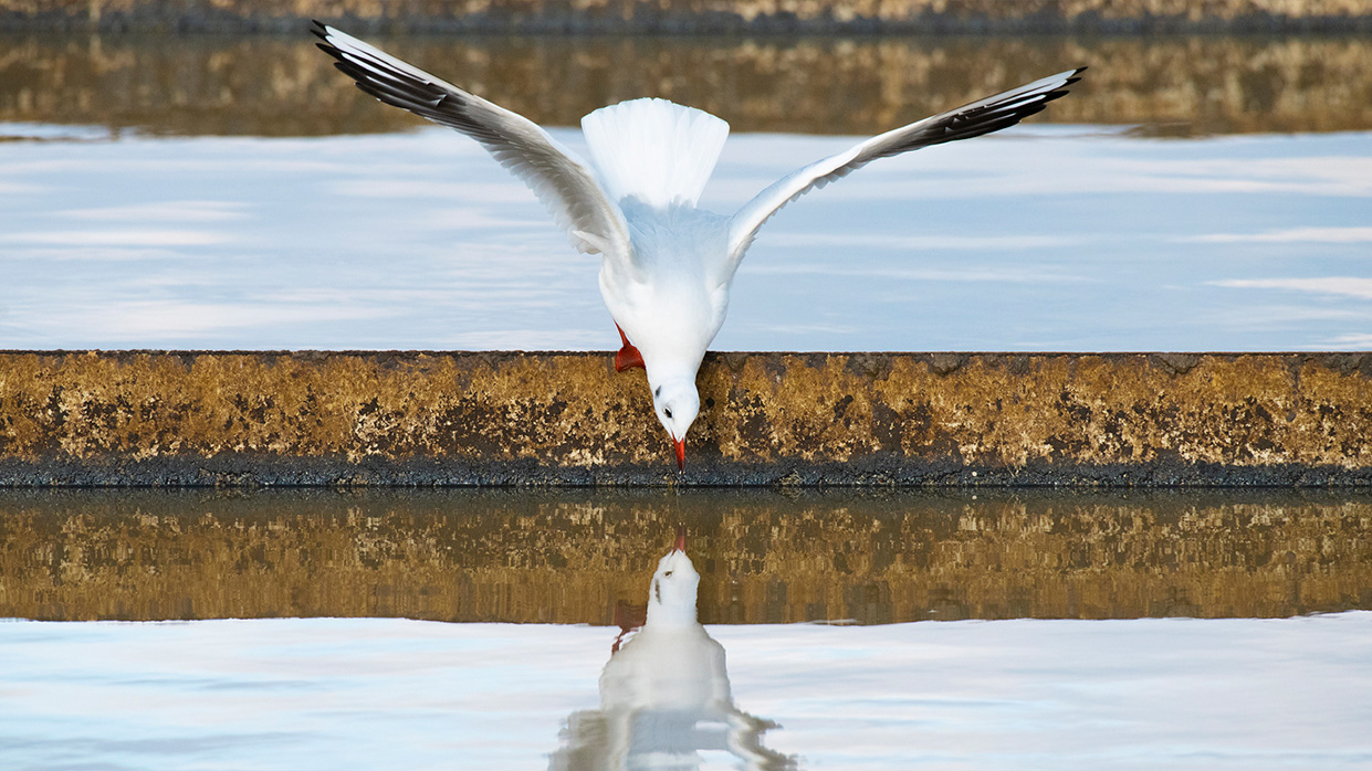 Kapitelbild: Das Foto zeigt eine Möwe, die auf einem Räumerbalken in den Vorklärbecken der Wiener Kläranlage sitzt und sich im Abwasser spiegelt. © Wiener Wildnis